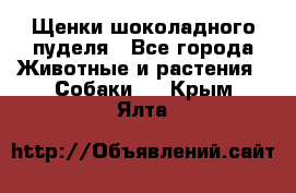 Щенки шоколадного пуделя - Все города Животные и растения » Собаки   . Крым,Ялта